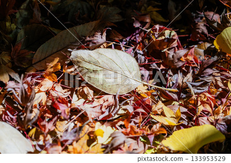 Autumn natural scenery of Mt. Kokei Autumn natural scenery of Mt. Kokei 133953529