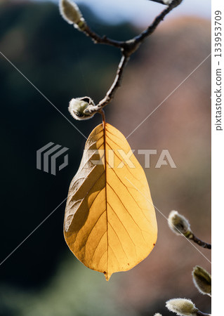 Scenery of the precincts of Kokeizan Eihoji Temple in autumn Scenery of the precincts of Kokeizan Eihoji Temple in autumn 133953709