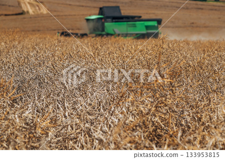 Deutz-Fahr combine harvester cutting through tall rapeseed field Deutz-Fahr combine harvester cutting through tall rapeseed field 133953815