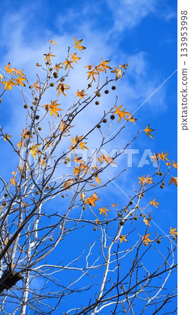 America Fu 133953998