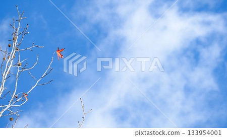 America Fu 133954001