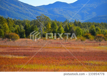 歐日光：小田代平原的女子與秋草落葉 *女子位於左側 133954778