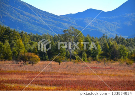 小田代原的女主人與秋草 133954934