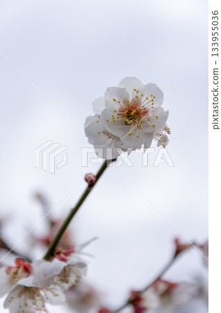 White plum blossoms in full bloom in early spring White plum blossoms in full bloom in early spring 133955036