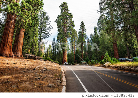 Gigantic Sequoia trees in Sequoia National Park, California USA 133955432