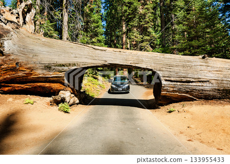 Gigantic Sequoia trees in Sequoia National Park, California USA 133955433