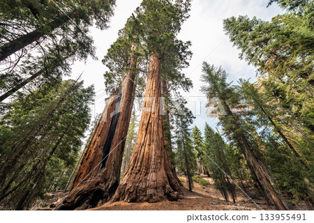 Gigantic Sequoia trees in Sequoia National Park, California USA 133955491