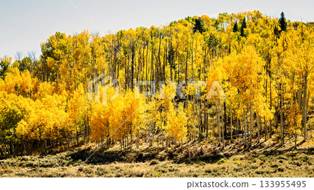 Colorful aspen trees explode in autumn colors in Rocky Mountains, Colorado, USA. Colorful aspen trees explode in autumn colors in Rocky Mountains, Colorado, USA. 133955495