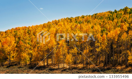 Colorful aspen trees explode in autumn colors in Rocky Mountains, Colorado, USA. Colorful aspen trees explode in autumn colors in Rocky Mountains, Colorado, USA. 133955496