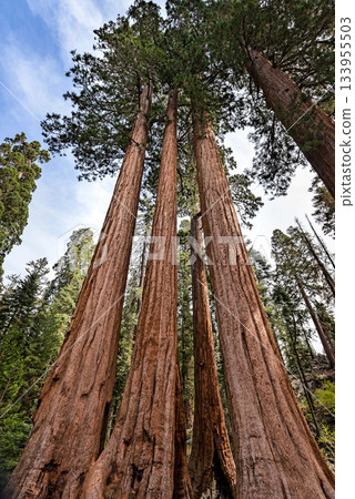 Gigantic Sequoia trees in Sequoia National Park, California USA Gigantic Sequoia trees in Sequoia National Park, California USA 133955503