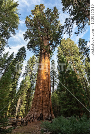 Gigantic Sequoia tree, called General Sherman, in Sequoia National Park, California USA 133955519