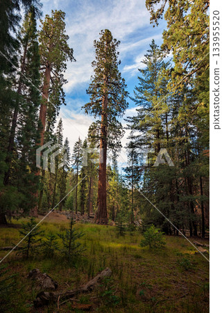 Gigantic Sequoia trees in Sequoia National Park, California USA Gigantic Sequoia trees in Sequoia National Park, California USA 133955520