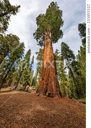 Gigantic Sequoia trees in Sequoia National Park, California USA Gigantic Sequoia trees in Sequoia National Park, California USA 133955527