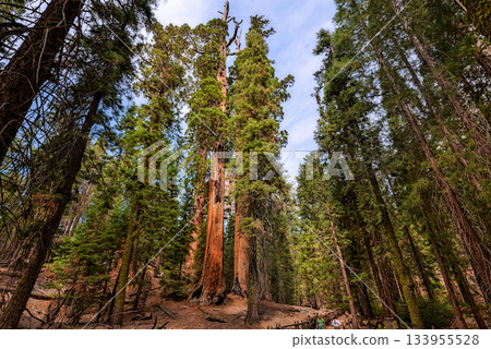 Gigantic Sequoia trees in Sequoia National Park, California USA Gigantic Sequoia trees in Sequoia National Park, California USA 133955528