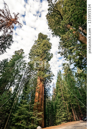 Gigantic Sequoia trees in Sequoia National Park, California USA Gigantic Sequoia trees in Sequoia National Park, California USA 133955534