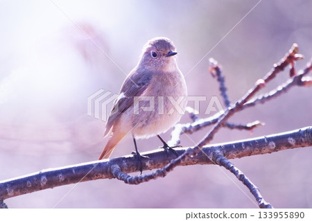 Jaubitaki棲息在櫻花的樹枝上 133955890