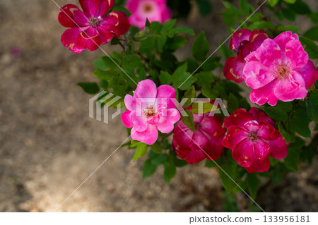 花園花壇裡的玫瑰 花園花壇裡的玫瑰 133956181