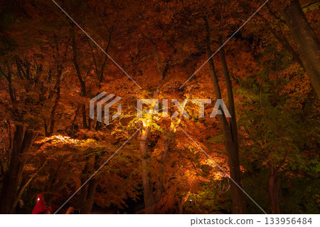 [Autumn leaves in the Maple Corridor, Lake Kawaguchi] 133956484