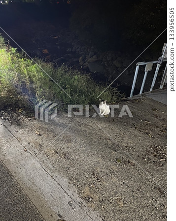 Charming and chubby Indonesian cat playfully exploring the outdoors, with fluffy fur and a curious expression. Full of energy and joy, perfect for cat lovers who enjoy watching playful, happy moments! Charming and chubby Indonesian cat playfully exploring the outdoors, with fluffy fur and a curious expression. Full of energy and joy, perfect for cat lovers who enjoy watching playful, happy moments! 133956505