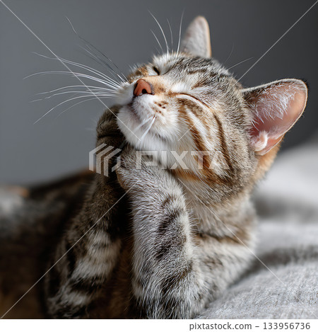 Close-up of a relaxed cat scratching its chin pleasantly 133956736