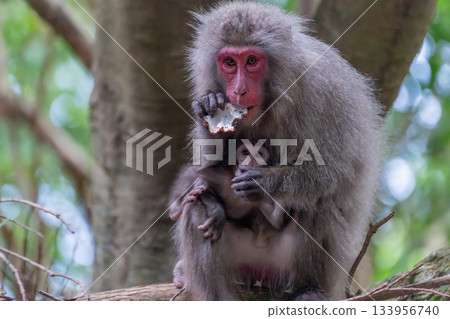 Yakuzaru mother and child, coveting baby monkey, World Natural Heritage Yakushima (Summer) Yakuzaru mother and child, coveting baby monkey, World Natural Heritage Yakushima (Summer) 133956740
