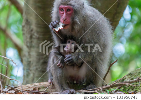Yakuzaru mother and child, coveting baby monkey, World Natural Heritage Yakushima (Summer) 133956745