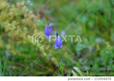 蒙古大平原上盛開的風鈴草 蒙古大平原上盛開的風鈴草 133956876