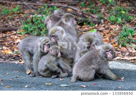 Yakuza monkey grooming World Natural Heritage Yakushima (Summer) 133956930