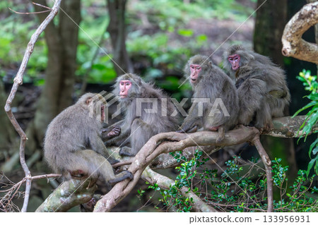 Yakuza monkey grooming World Natural Heritage Yakushima (Summer) Yakuza monkey grooming World Natural Heritage Yakushima (Summer) 133956931