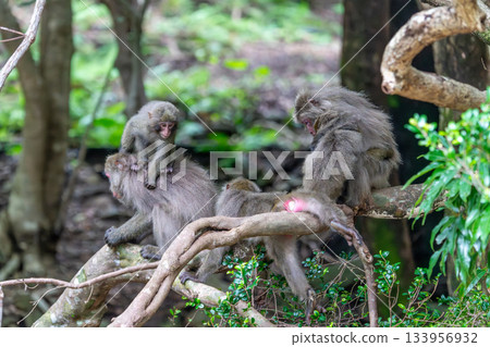 Yakuza monkey grooming World Natural Heritage Yakushima (Summer) Yakuza monkey grooming World Natural Heritage Yakushima (Summer) 133956932