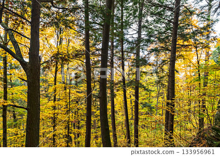 Fall colors Algonquin Park, Ontario, Canada. 133956961