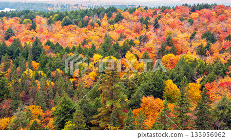 Fall colors Algonquin Park, Ontario, Canada. 133956962