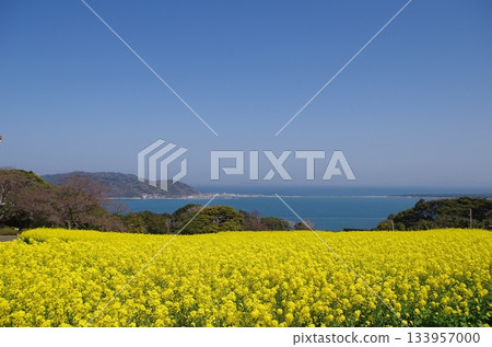 能古之島公園 - 油菜花全景花壇與海之中道 133957000
