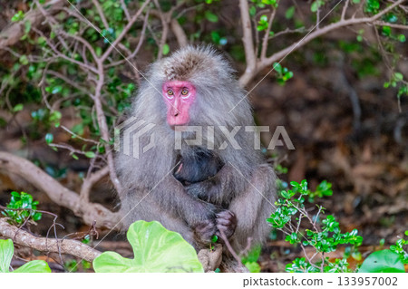 黑幫獼猴母子哺乳 世界自然遺產屋久島（夏季） 133957002