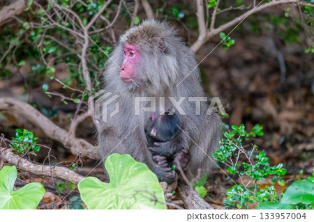 Yakuza macaque mother and child breastfeeding World Natural Heritage Yakushima (Summer) Yakuza macaque mother and child breastfeeding World Natural Heritage Yakushima (Summer) 133957004