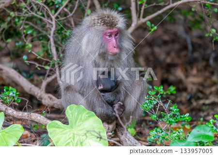 黑幫獼猴母子哺乳 世界自然遺產屋久島（夏季） 133957005