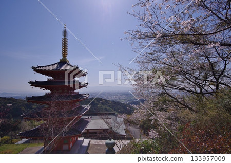 木山町本福寺：五重塔上櫻花盛開。 133957009