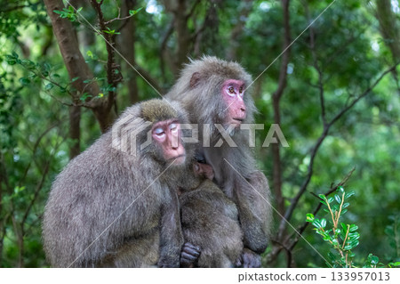 Yakuza monkeys relaxing on Yakushima Island, a World Natural Heritage Site (Summer) 133957013