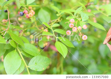 Blueberry fruit 133957080