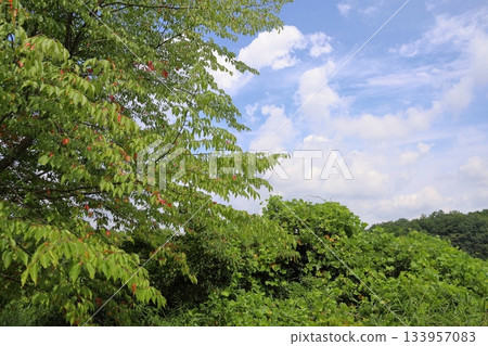 櫻花葉片變色 櫻花葉片變色 133957083