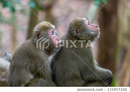 Sleeping Yakuza monkeys World Natural Heritage Yakushima (Summer) 133957208
