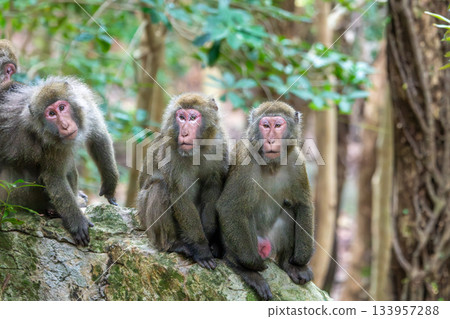 Yakuza monkeys relaxing on Yakushima Island, a World Natural Heritage Site (Summer) 133957288