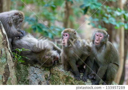世界自然遺產屋久島上的黑幫猴子們悠閒地休息（夏季） 133957289