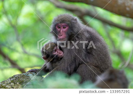 Yakuza monkeys relaxing on Yakushima Island, a World Natural Heritage Site (Summer) Yakuza monkeys relaxing on Yakushima Island, a World Natural Heritage Site (Summer) 133957291