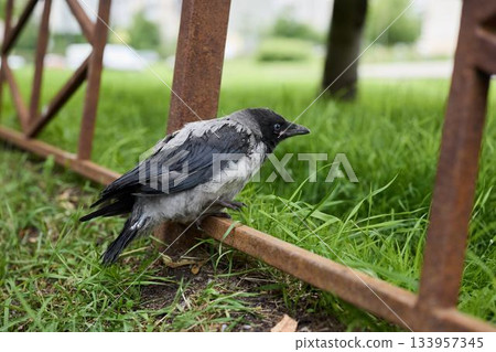 Close bird portrait, Detailed closeup of feathered bird Close bird portrait, Detailed closeup of feathered bird 133957345
