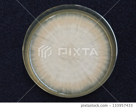 Mold spore culture Mold spore culture 133957433