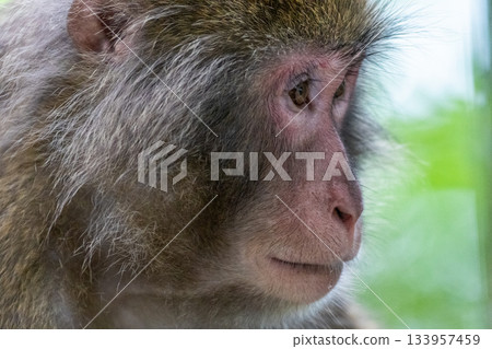 世界自然遺產屋久島上的黑幫猴子們悠閒地休息（夏季） 133957459