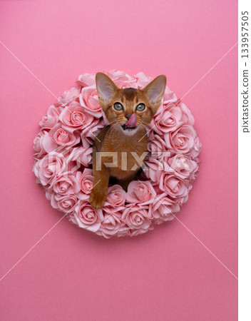 Cute Abyssinian kitten sticking head through a wreath of pink roses 133957505