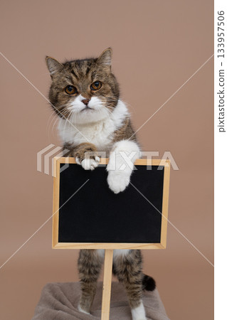 cute cat holding sign with copy space cute cat holding sign with copy space 133957506