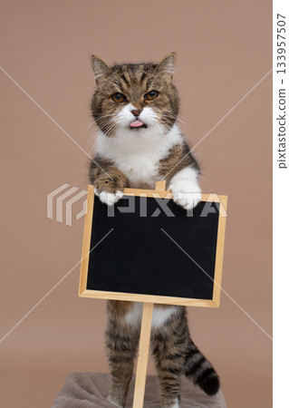 cute cat holding sign with copy space cute cat holding sign with copy space 133957507